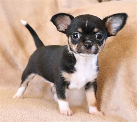 chihuahua for sale near me